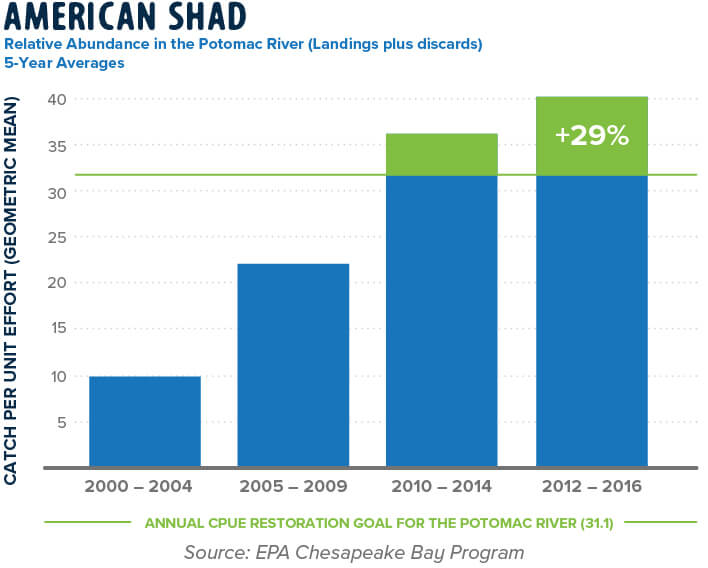 American Shad