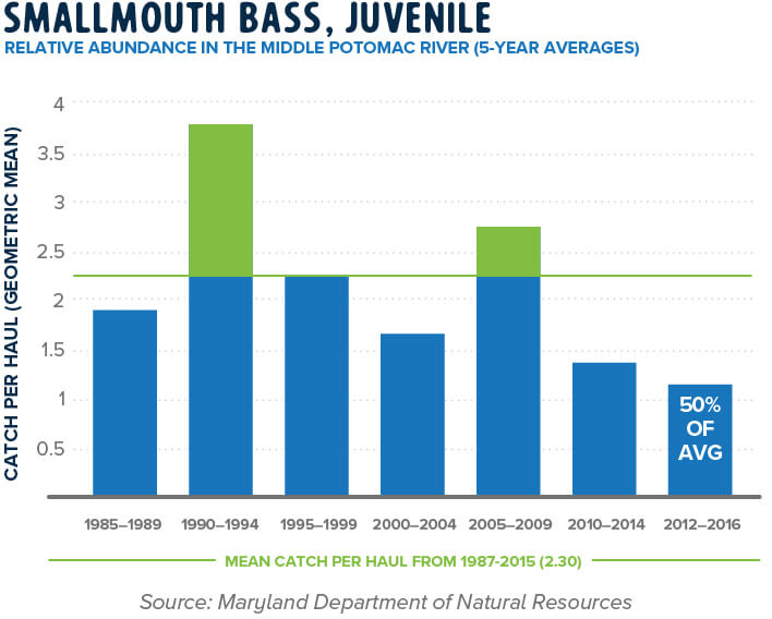 Smallmouth Bass