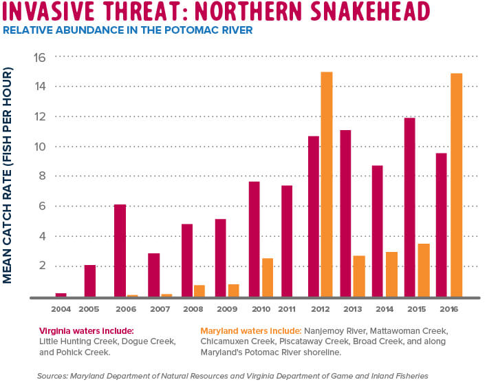 Northern Snakehead