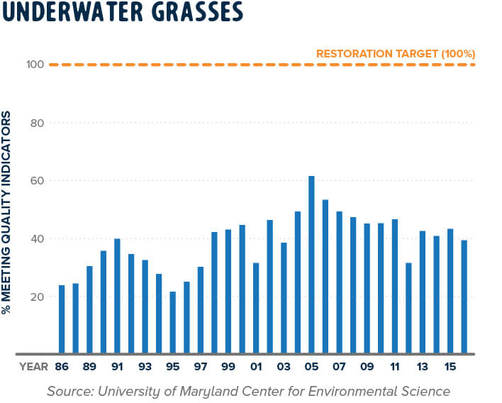 Underwater Grasses